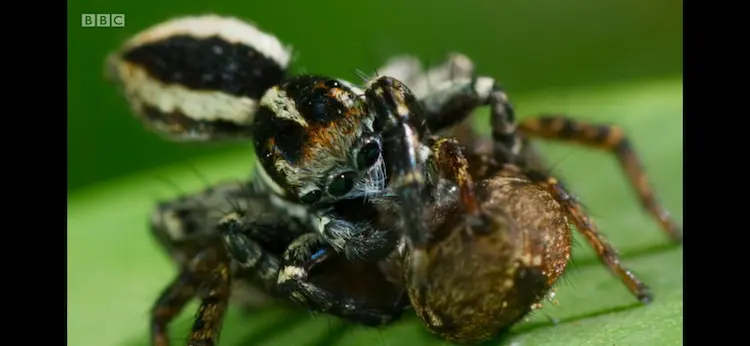 Jumping spider (Jotus remus) as shown in Seven Worlds, One Planet - Australia